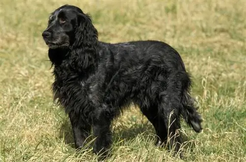 Picardy Spaniel Dog Breed Guide: Info, Pictures, Care & More