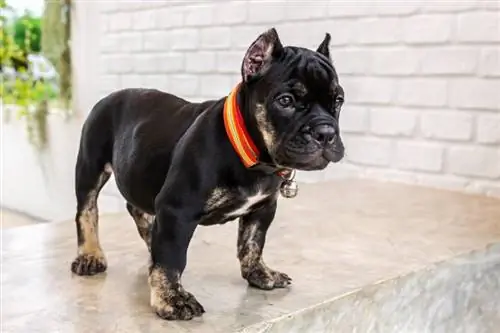 Pitbull Bulldog Mix Dog Rotuopas: Info, Kuvia, Hoito & Lisää