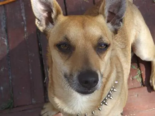 Chipit (Pitbull & Chihuahua Mix) Race de chien : Infos, Photos, & Attention