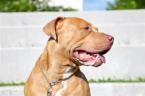 Питбулл Мастифын холимог нохойн үүлдрийн гарын авлага: Мэдээлэл, зураг, арчилгаа & Илүү их
