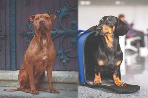 Guía de razas de perros Dachshund Pitbull Mix: imágenes, información, cuidado & ¡Más