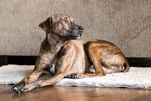 Plott Hound Dog породалары боюнча колдонмо: маалымат, сүрөттөр, кам көрүү & Дагы