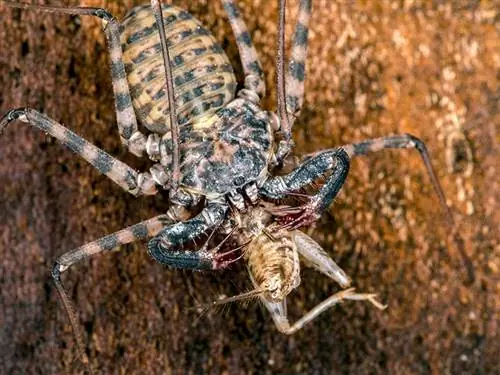Scorpionul Tanzanian fără coadă: trăsături, & Îngrijire (cu imagini)