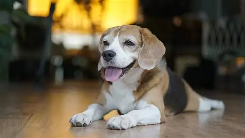 Pocket Beagle kutyafajta útmutató: Info, képek, gondozás & Bővebben