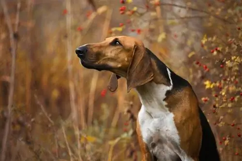 Poitevin Köpek Irk Rehberi: Bilgi, Resimler, Bakım & Daha Fazlası