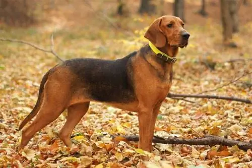 Guide de race de chien de chasse polonais: informations, photos, soins & Plus