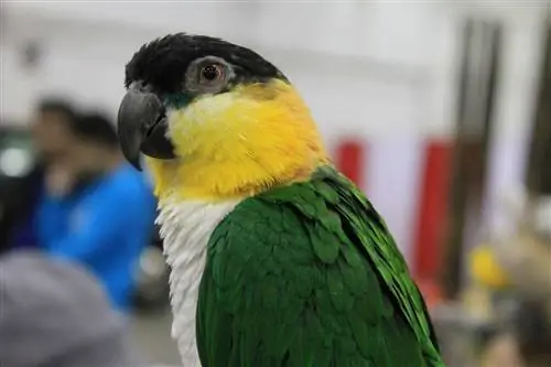 Black-Headed Caique: Fakti, pārtika & Kopšanas rokasgrāmata (ar attēliem)