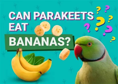 Kan parakitter spise bananer? Dyrlægen har gennemgået fakta & Info, du har brug for at vide