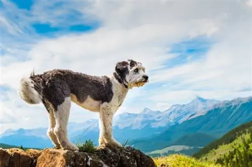 Polish Lowland Sheepdog Dog Raça: Fotos, Informações, Cuidados & Mais