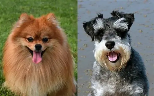 Pom-A-Nauze Dog Breed: Gambar, Info, Panduan Perawatan & Selengkapnya