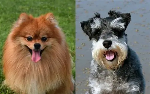 Pom-A-Nauze Dog Breed: صور ومعلومات ودليل رعاية & المزيد