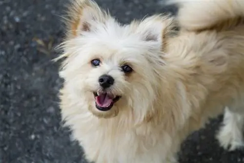 Pomapoo (كلب صغير طويل الشعر & القلطي ميكس) سلالة الكلاب: معلومات ، صور ، رعاية & المزيد