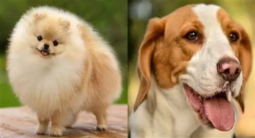 Guia de raça de gossos Pomeagle: informació, imatges, cura & Més