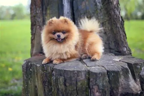 Guida alla razza del cane di Pomerania: informazioni, immagini, cura & Altro