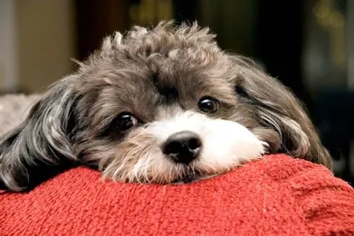 Poogle (pudl & Beagle Mix) Plemeno psa: Info, Obrázky, Péče & Více
