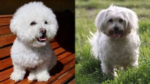 Poo-ton (Пудел & Coton de Tulear Mix) Порода кучета: информация, снимки, грижи & Още