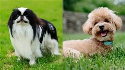 دليل Poochin Dog Breed: معلومات ، صور ، رعاية & المزيد