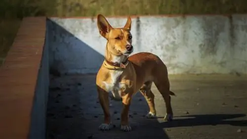 Panduan Breed Anjing Podengo Portugis: Info, Gambar, Peduli & Lebih Lanjut