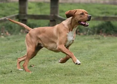 Panduan Breed Dog Pointer Portugis: Info, Gambar, Peduli & Lebih banyak