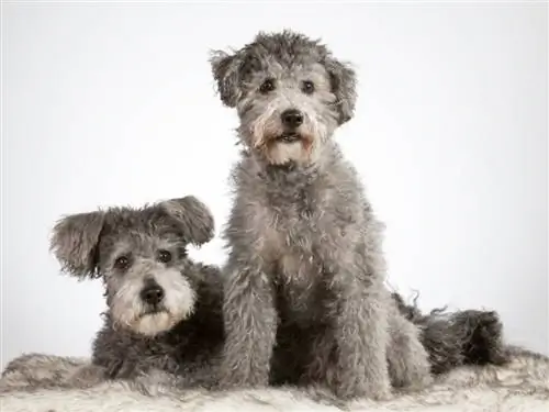 Pumi Dog Breed Guide: รูปภาพ, ข้อมูล, อารมณ์, & ลักษณะนิสัย