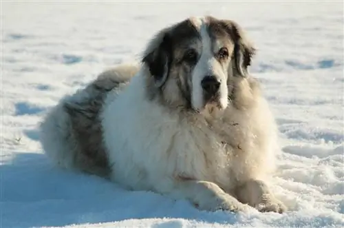 Guia de raça de gossos mastín dels Pirineus: informació, imatges, cura & Més