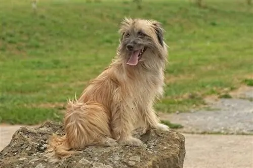 Pyrenean Shepherd Dog Breed Guide: Daim duab, Info, Care, & Yam ntxwv