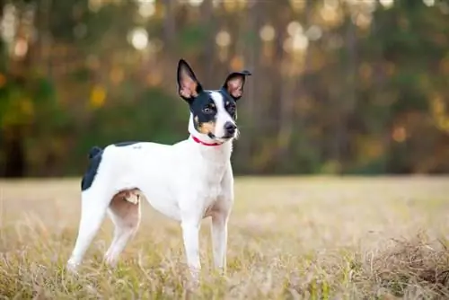 Sprievodca plemenom psov Rat Terrier: Informácie, obrázky, starostlivosť & Viac