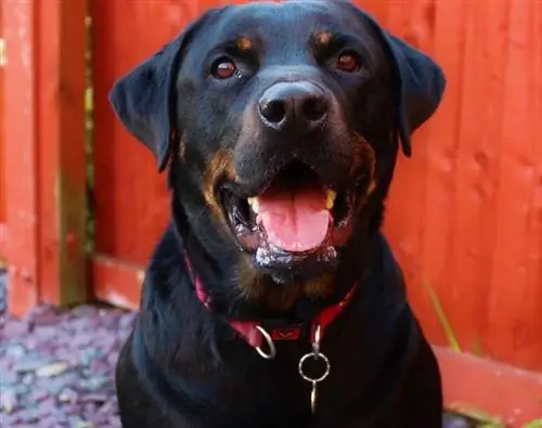 Panduan Ras Anjing Rotterman: Gambar, Info, Perawatan & Selengkapnya