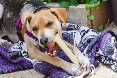 Raggle (Beagle & Rat Terrier Mix) Raza de perro: fotos, información, cuidado & ¡Más