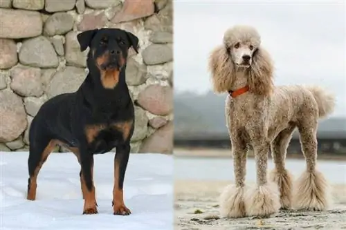 Ротъл (Ротвайлер & Пудел Микс) Порода кучета: информация, снимки, грижи & Още