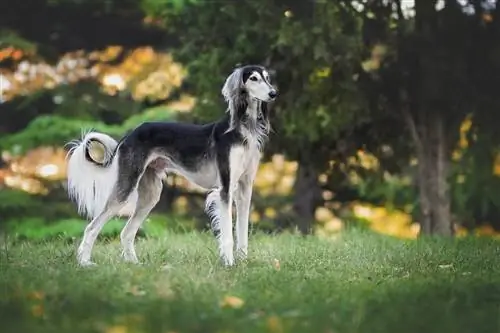 Ghidul rasei de câini Saluki: Imagini, informații, îngrijire, trăsături, & Mai multe