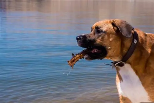 सेंट डेन (ग्रेट डेन & सेंट बर्नार्ड मिक्स) कुत्ते की नस्ल: तस्वीरें, जानकारी, देखभाल & अधिक