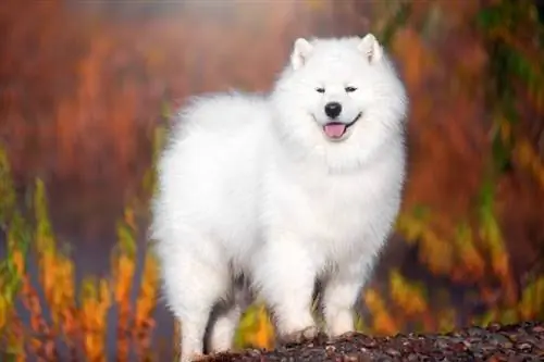 Samoyed Dog породасынын колдонмосу: маалымат, сүрөттөр, кам көрүү, сапаттар, & Дагы