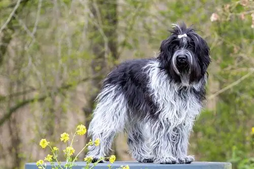 Шапендогийн нохойн үүлдрийн гарын авлага: Мэдээлэл, зураг, арчилгаа, шинж чанар, & Илүү их