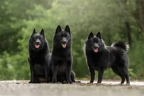 Udhëzues për racën e qenit Schipperke: Informacion, fotografi, kujdes & Më shumë