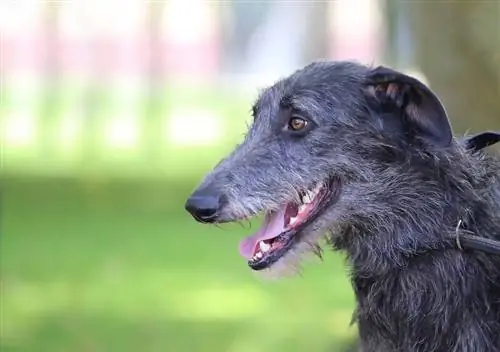 Шотландиялык Deerhound Dog породалары боюнча колдонмо: маалымат, сүрөттөр, кам көрүү & Дагы