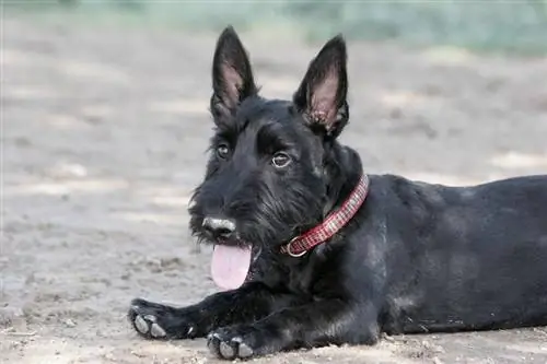 შოტლანდიური ტერიერის ძაღლის ჯიშის გზამკვლევი: ინფორმაცია, სურათები, მოვლა & მეტი
