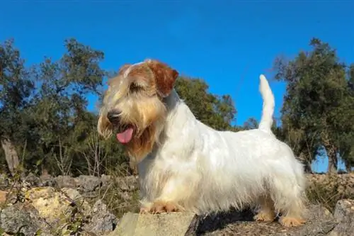 Průvodce plemenem psů Sealyham Terrier: Informace, obrázky, péče & Více