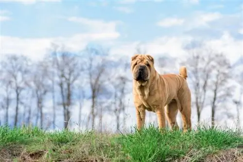 Shar-Pei የውሻ ዘር መመሪያ፡ መረጃ፣ ሥዕሎች፣ እንክብካቤ & ተጨማሪ