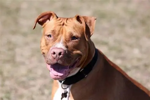 Guida alle razze di cani Sharpull Terrier: informazioni, immagini, cura & Altro