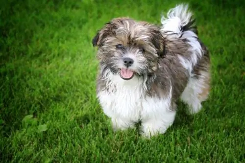 Shichon (Bichon Frize & Shih Tzu Mix) Dog Breed: Info, Pics, Care & More