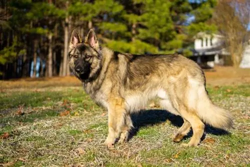 Průvodce plemenem Shiloh Shepherd Dog: Informace, obrázky, péče & Více