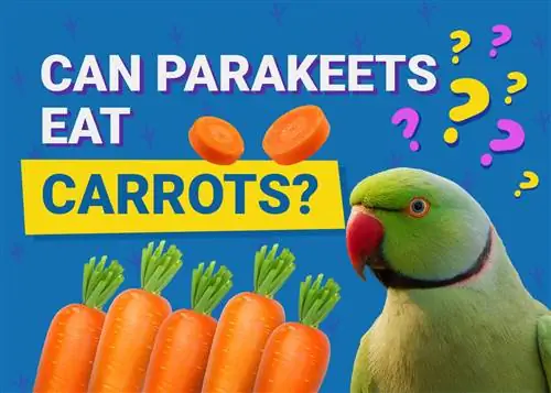 Kan parakiter äta morötter? Veterinär granskade fakta & Info du behöver veta