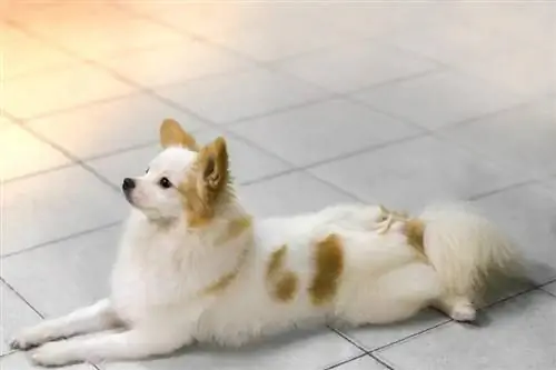 შირანიანი (Shih-Tzu & Pomeranian Mix) ძაღლის ჯიში: ინფორმაცია, სურათები, მოვლა & მეტი