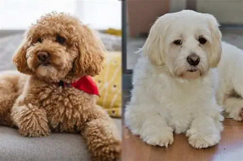 Shmoodle (Mal-Shi & Toy Poodle Mix) Raça de gos: informació, fotos, cura & Més