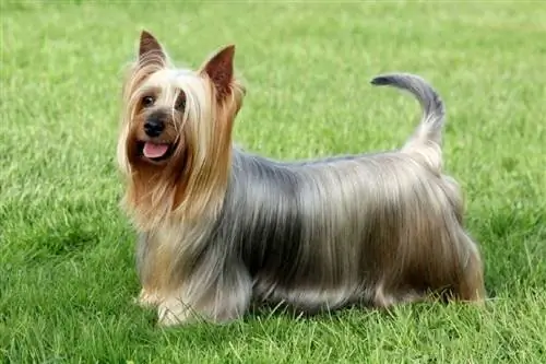 Οδηγός φυλής σκύλου Silky Terrier: Πληροφορίες, Εικόνες, Φροντίδα & Περισσότερα