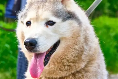 Pasma psov Siberpoo (sibirski haski & pudelj mešanec): slike, vodnik, informacije, nega & Več