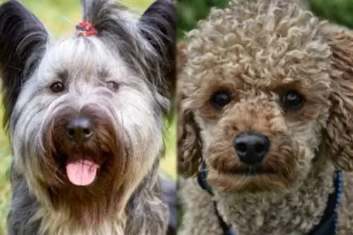 Skypoo (Skye terijer & Mješanac pudla) pasmina pasa: slike, informacije, njega & Više