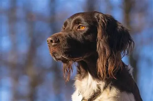 Mazo Minsterlandes suņu šķirnes ceļvedis: Info, Bildes, Aprūpe & Vairāk
