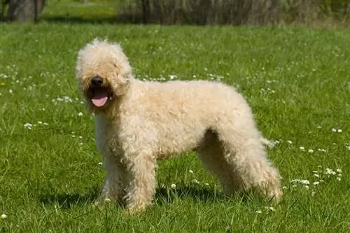 Mos Coated Wheaten Terrier Dog Breed: Pics, Info, Care, & More